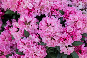 Spring flowers of the rhododendron species. Beautiful flowers in the flowerbed closeup.