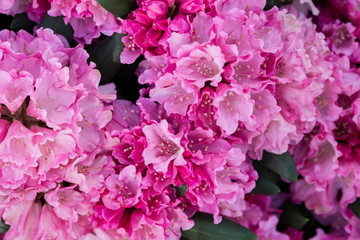 Spring flowers of the rhododendron species. Beautiful flowers in the flowerbed closeup.