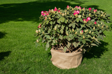Spring flowers of the rhododendron species. Spring flowers are in a decorative pot in a flower bed.