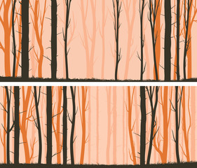 Horizontal wide banners pine with trunks and grass at sunset.