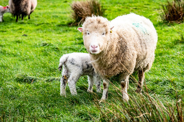 Naklejka na ściany i meble Cute little lambs grazing in a field in Ireland
