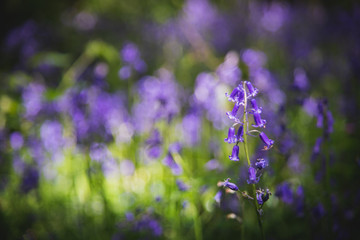 English bluebells, Hyacinthoides non-scripta, selective focus and diffused background in spring, backlit by early morning sunlight