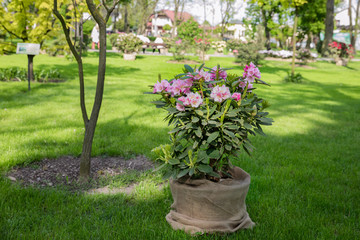 Spring flowers of the rhododendron species. Spring flowers are in a decorative pot in a flower bed.