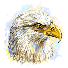 Sketchy, hand-drawn, color portrait of a  eagle on a white background with splashes of watercolor.
