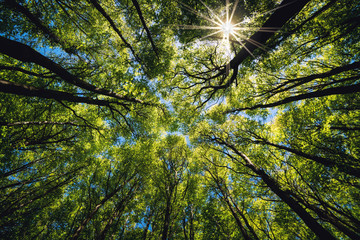 Looking up Green forest. Trees with green Leaves, blue sky and sun light. Bottom view background - Powered by Adobe