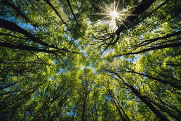Foto auf Acrylglas Grüner Wald nachschlagen. Bäume mit grünen Blättern, blauem Himmel und Sonnenlicht. Hintergrundansicht von unten © Stephen Davies