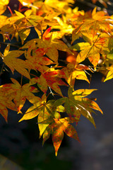 Naklejka na ściany i meble the beautiful autumn color of Japan maple
