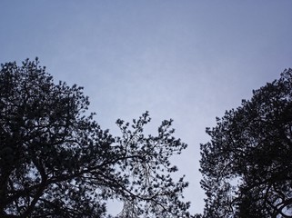 winter trees on a cloudy day