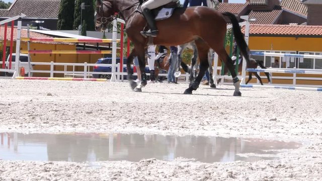 HORSE JUMP COMPETITION