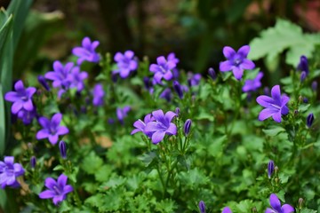 purple flowers in the garden