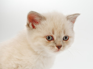 little funny kittens on a white background