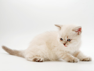 Obraz premium little funny kittens on a white background