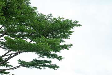 Beautiful branches and green leaver of big tree with sky background,beauty by nature