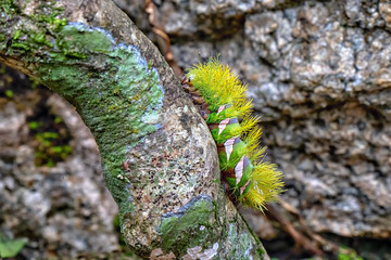 Lagarta de Fogo