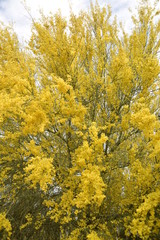 Arizona palo verde trees in full bloom