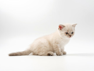 Obraz premium little funny kittens on a white background