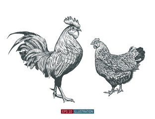 Fototapeta na wymiar Hand drawn rooster and chicken isolated. Engraved style vector illustration. Template for your design works.