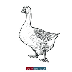 Hand drawn goose isolated. Engraved style vector illustration. Template for your design works. © Oleksandr