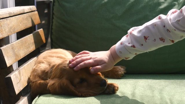 Cocker spaniel puppy sleeping on the sofa