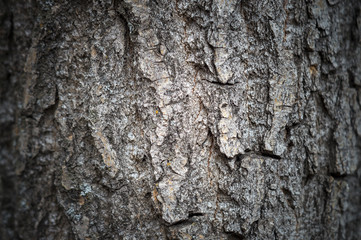 Old poplar bark in the city. Front view