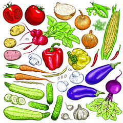 Hand drawn fresh vegetables set. Template for your design works. Engraved style vector illustration.