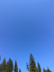 blue sky over coniferous trees