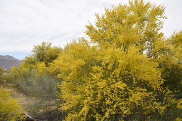 Arizona palo verde trees in full bloom