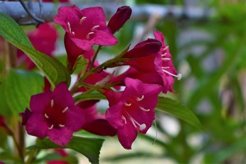 red flowers in the garden