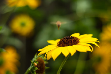 A yellow sunflower bloom points upward in a summer garden.