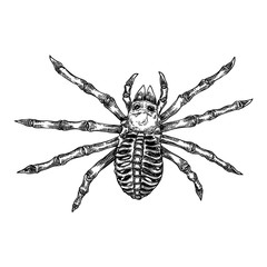 Fototapeta na wymiar Black spider close up, big scary spider isolated, poisonous insect , arachnophobia background, drawing tattoo design. Drawn witchcraft, voodoo magic attribute. Illustration for Halloween. Vector.