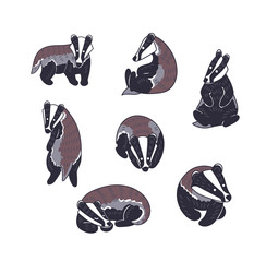 Badger vector illustration. Hand drawn set of  cute Meles meles in different poses. © Ann