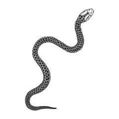 Snake drawing illustration. Black serpent isolated on a white background tattoo design. Venomous reptile, drawn witchcraft, voodoo magic attribute for Halloween.  Vector.