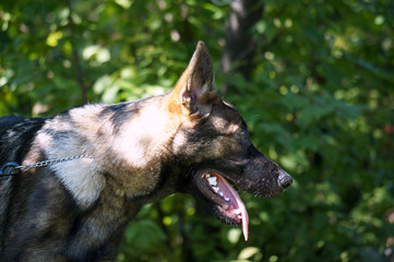 dog in the forest