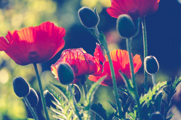 Close up of poppy blossoms in dreamy light