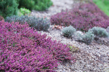 Flowering Erica gracilis or heather ornamental plant. Calluna vulgaris Flowers banner. Idyllic...