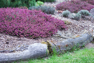 Flowering Erica gracilis or heather ornamental plant. Calluna vulgaris Flowers banner. Idyllic moorland pattern with beautiful blooming calluna flowers for website background or greeting card