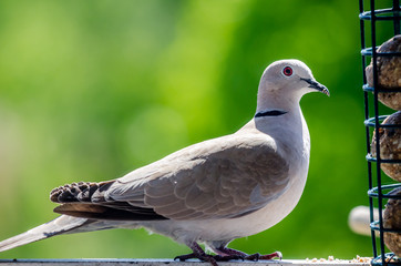 Eurasian collared dove at feeding ground