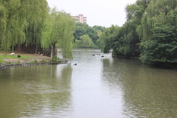 river interacting with jungle 