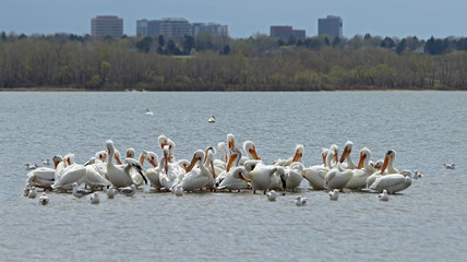 Migrating American white pelicans (Pelecanus erythrorhynchos) in Cherry Creek State Park, Denver, Colorado
