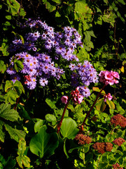 lovely violet flowers in an old garden