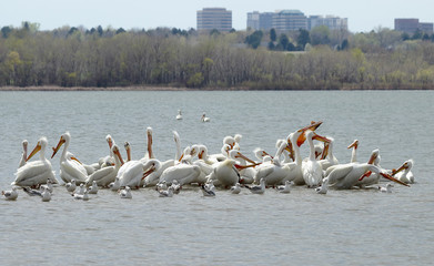 Migrating American white pelicans (Pelecanus erythrorhynchos) in Cherry Creek State Park, Denver, Colorado