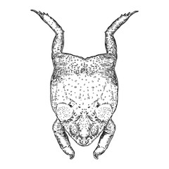 Frog line illustration.  Anuran or poison toad hand drawing. Black and white drawn witchcraft, voodoo magic attribute. Illustration for Halloween. Vector.