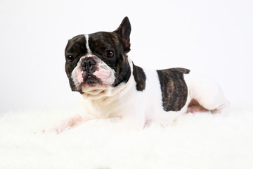 Bouledogue français, animal de compagnie, chien