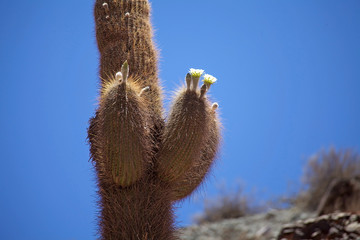 Giant cactus, cardones cactus, with flowers, Argentina