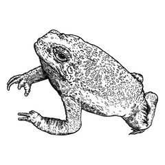 Frog line illustration.  Anuran or poison toad hand drawing. Black and white drawn witchcraft, voodoo magic attribute. Illustration for Halloween. Vector.