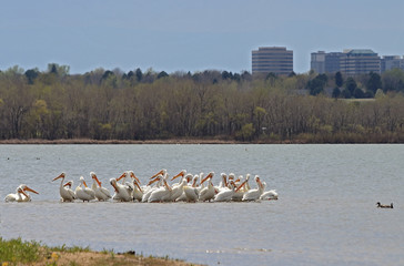 Migrating American white pelicans (Pelecanus erythrorhynchos) in Cherry Creek State Park, Denver, Colorado