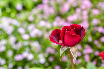 Single beautiful red rose with blurred background
