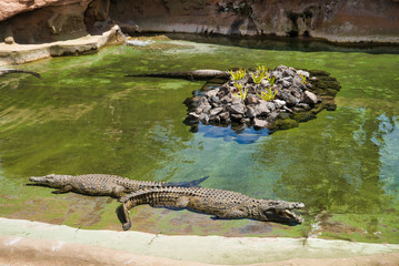 LANZAROTE, CANARY ISLANDS, SPAIN - APRIL 15, 2019: Crocodiles in the pond. Themed Rancho Texas Park...