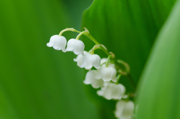 すずらんの花