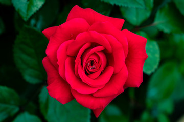 Single beautiful red rose with green leaf background